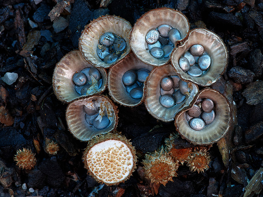 mushroom-photography-steve-axford-710