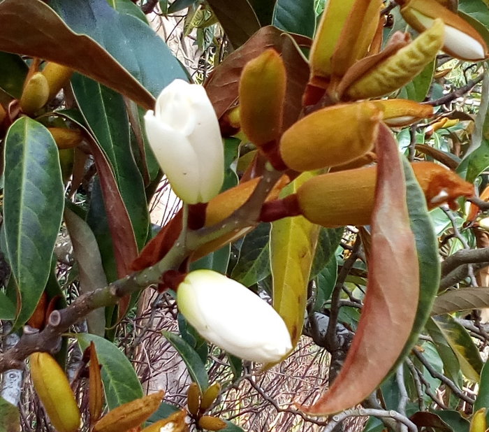 rsz_dbot_white_magnolia_gold_buds_07