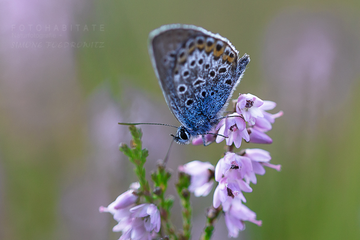 G-0021-fotohabitate_beauty-lycaenidae-butterfly