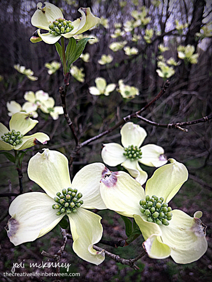 dogwood-tree-blossoms