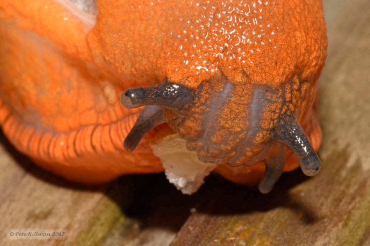 large-red-slug-arion-arion-rufus-06