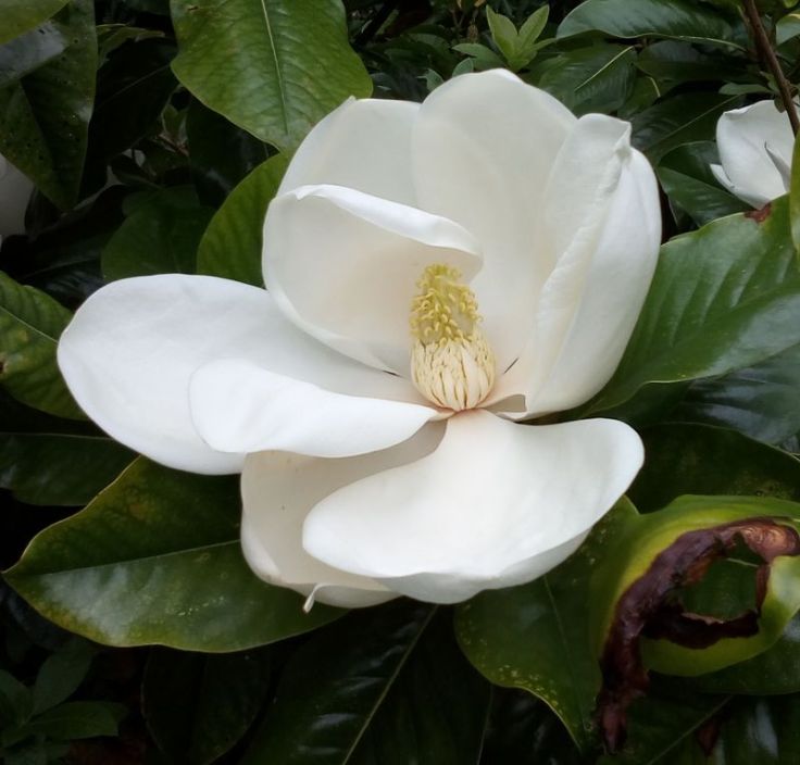 gore_magnolia_01