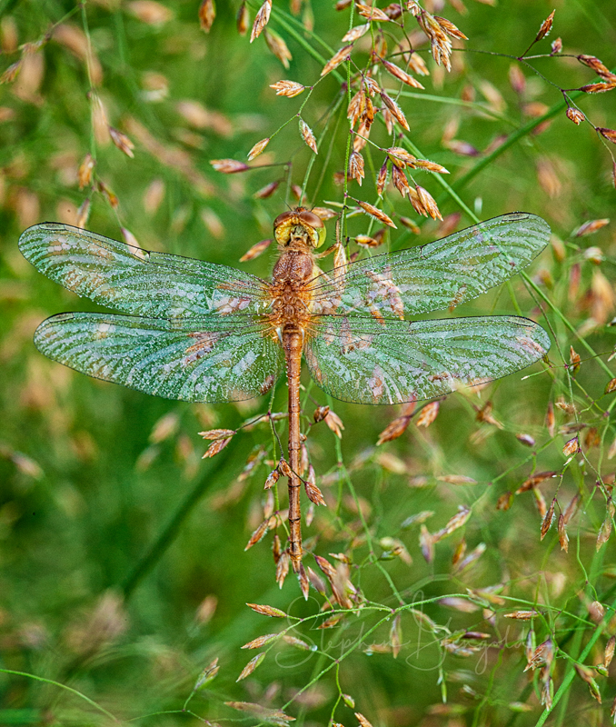 dragonfly-on-thin-grass-071419-800