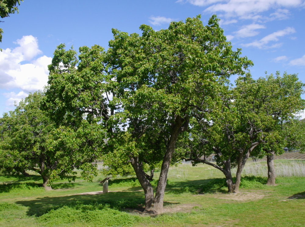 Multiple old orchard trees with green foliage growing in sparsely grassy area with blue sky background and a few clouds.